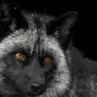 Portrait of grey and black wolf with yellow eyes